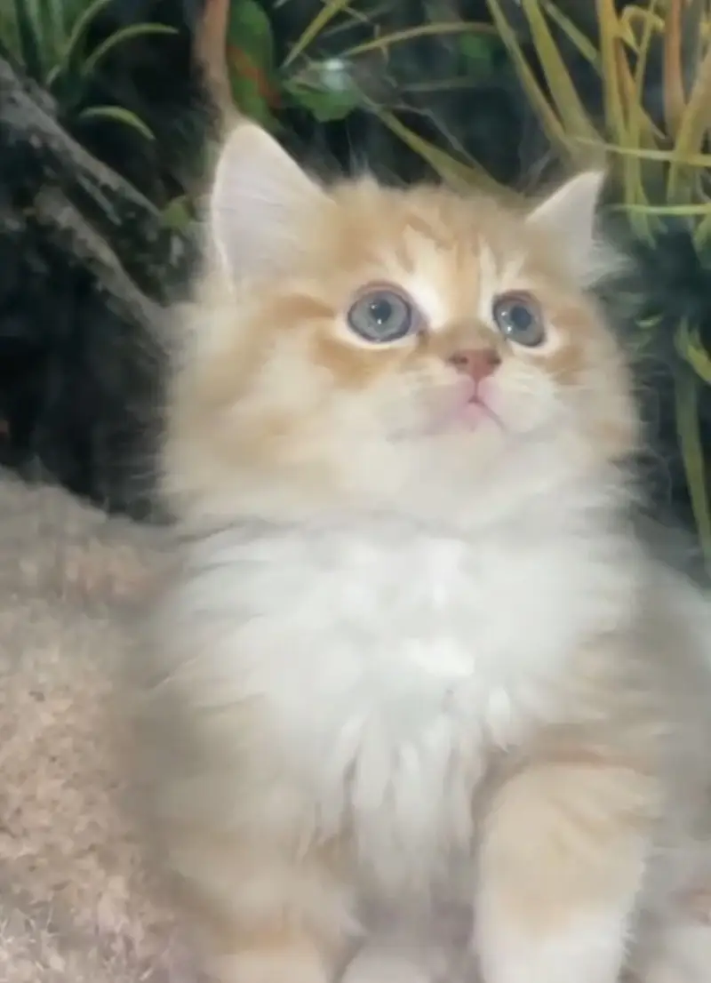 Persian cats/triple coat/ 4 kitten baby — photo 3