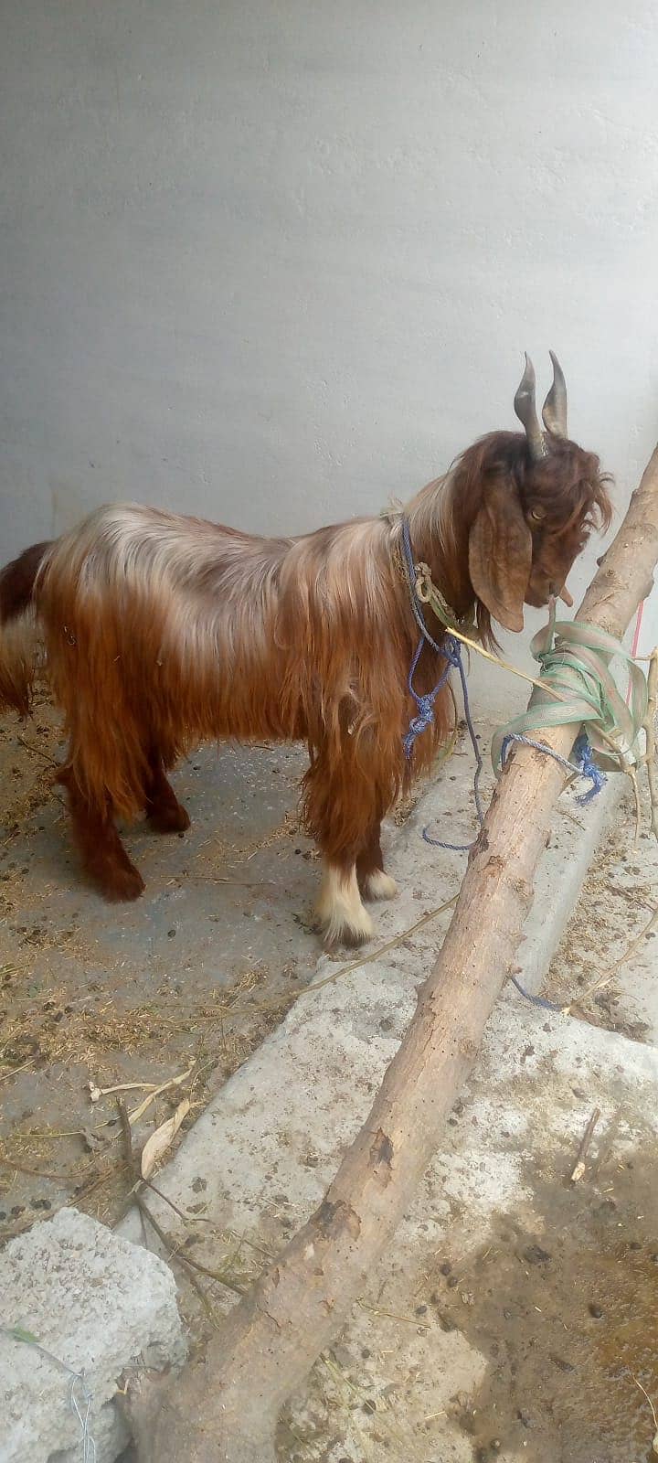 Goat 0