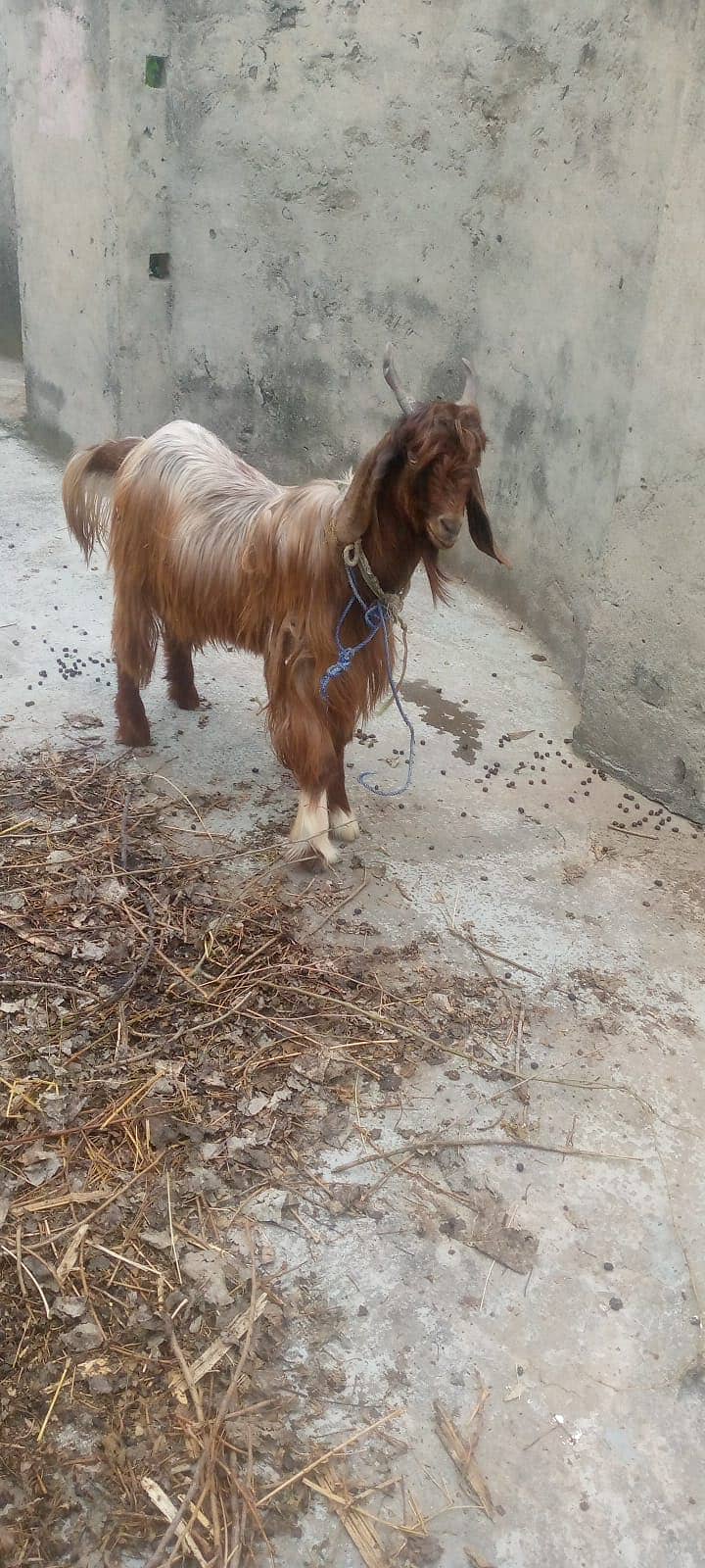 Goat 2