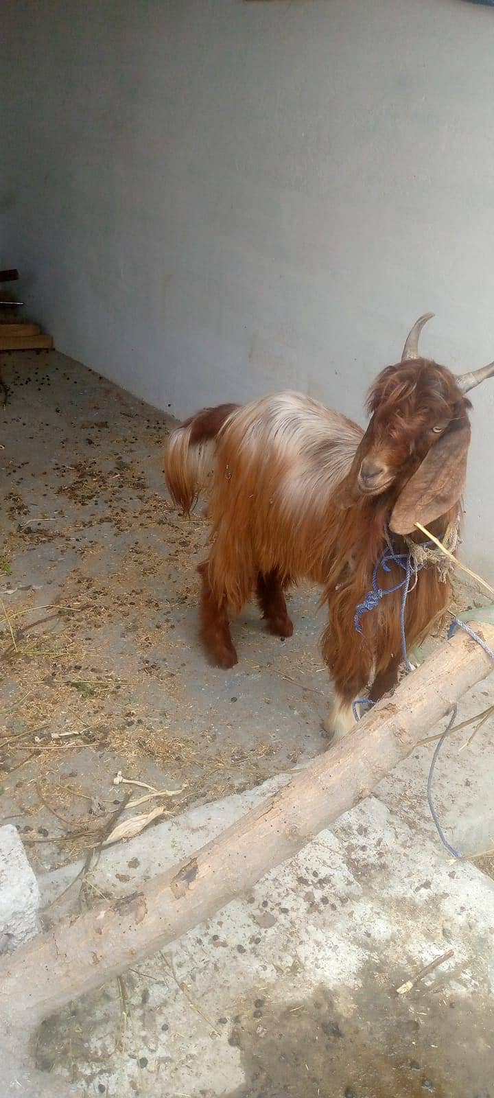 Goat 3