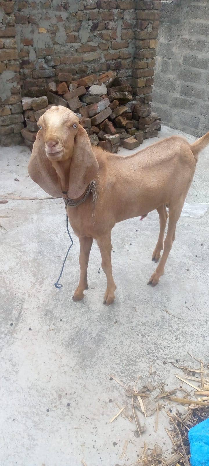 Goat 4