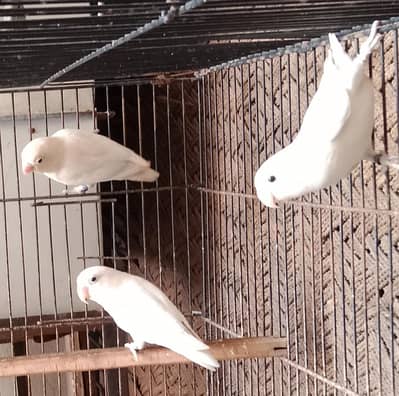 4×600=2400 . albino breeder lovebirds  for sale