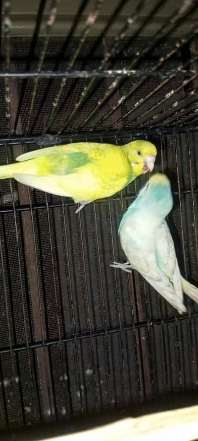 Rainbow Breader Pair for sale