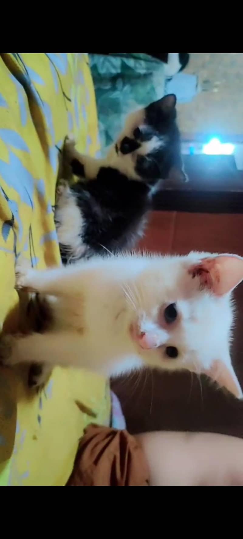 kitten's 0