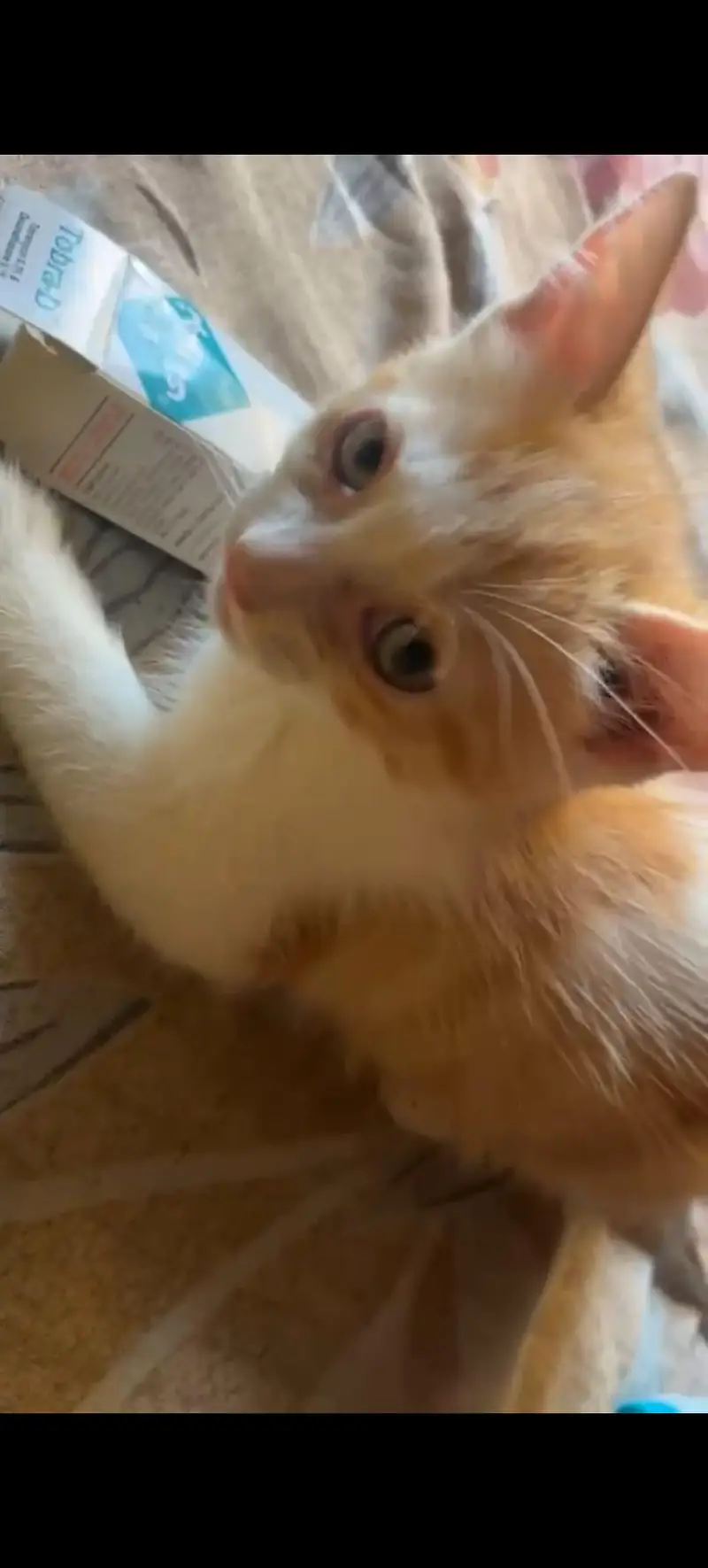 kitten's — photo 2
