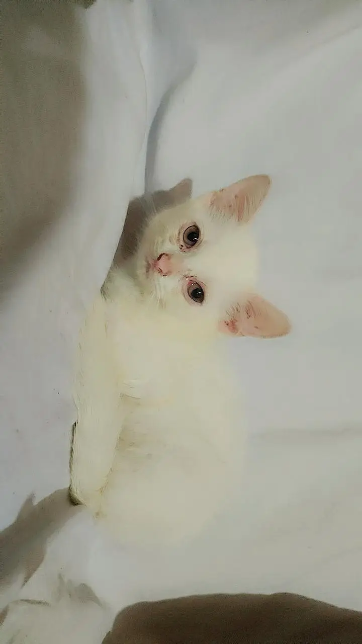 kitten's — photo 3