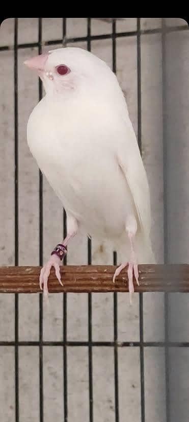 Goldian finches video available whatapp contact