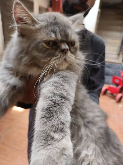 cat for sale
