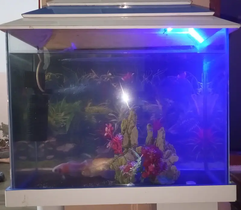 Fish Aquarium For Sale — photo 3