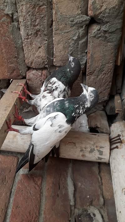 Breedr pair resulted