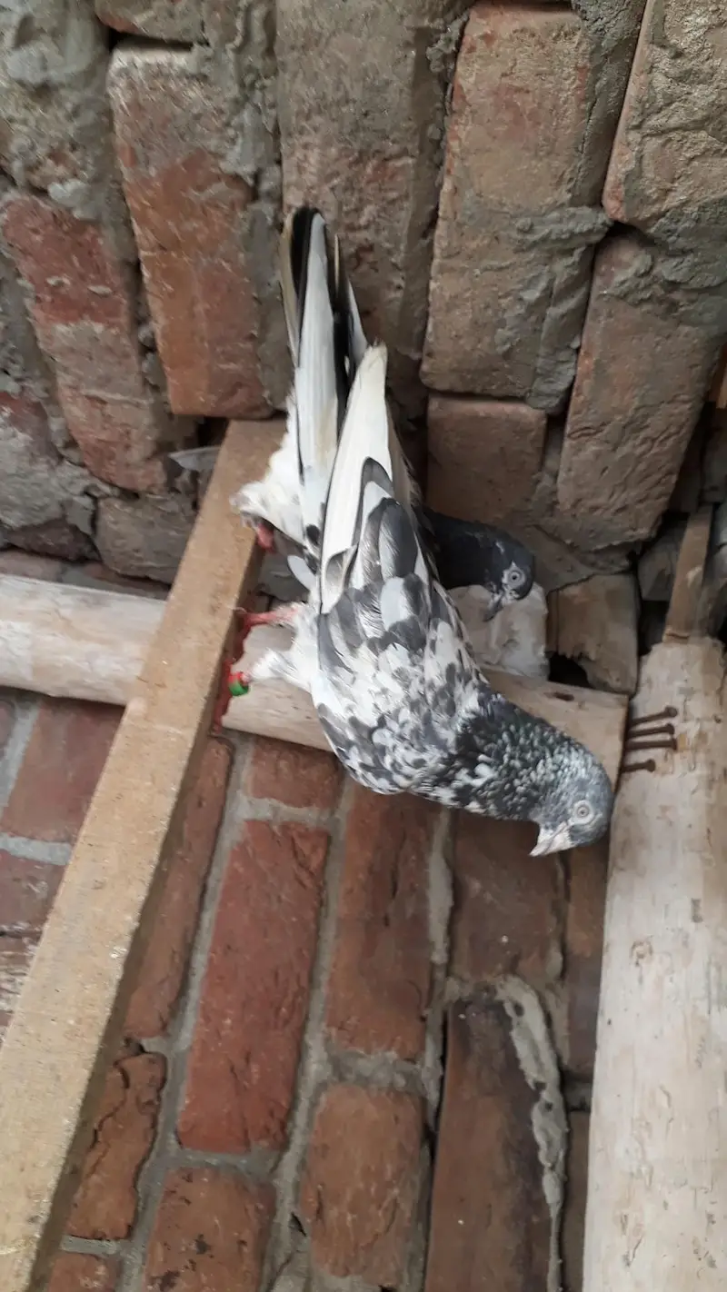 Breedr pair resulted — photo 2