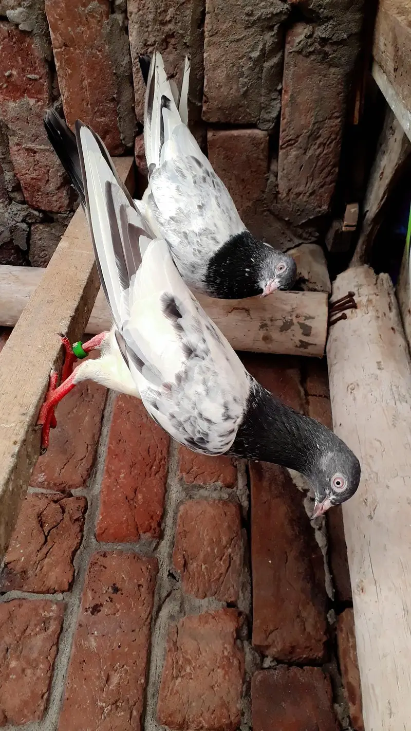 Breedr pair resulted — photo 3