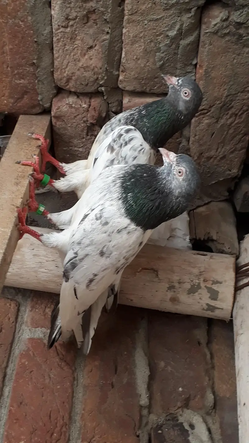 Breedr pair resulted — photo 4