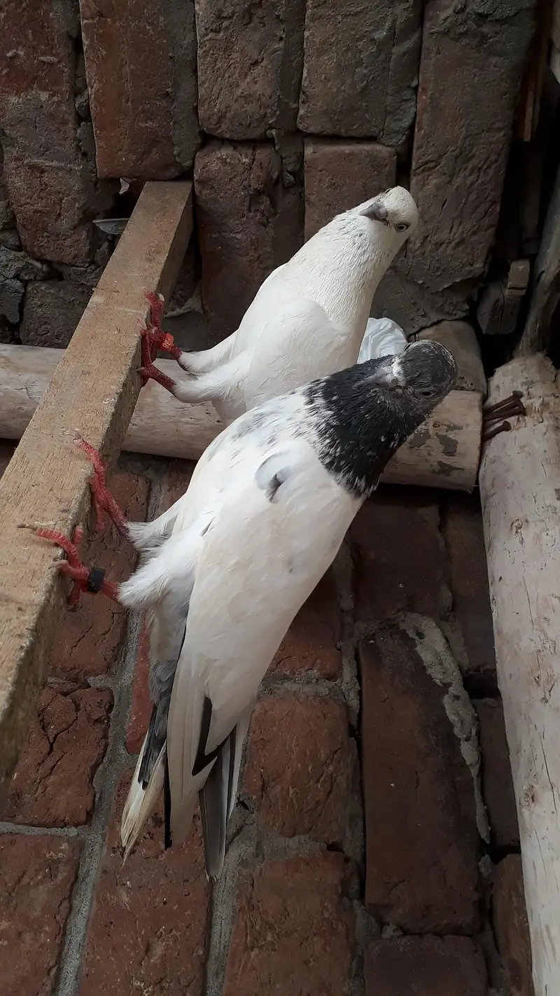 Breedr pair resulted — photo 5