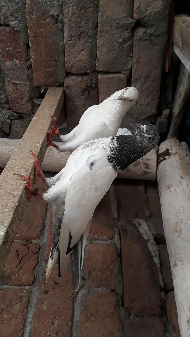 Breedr pair resulted — photo 6