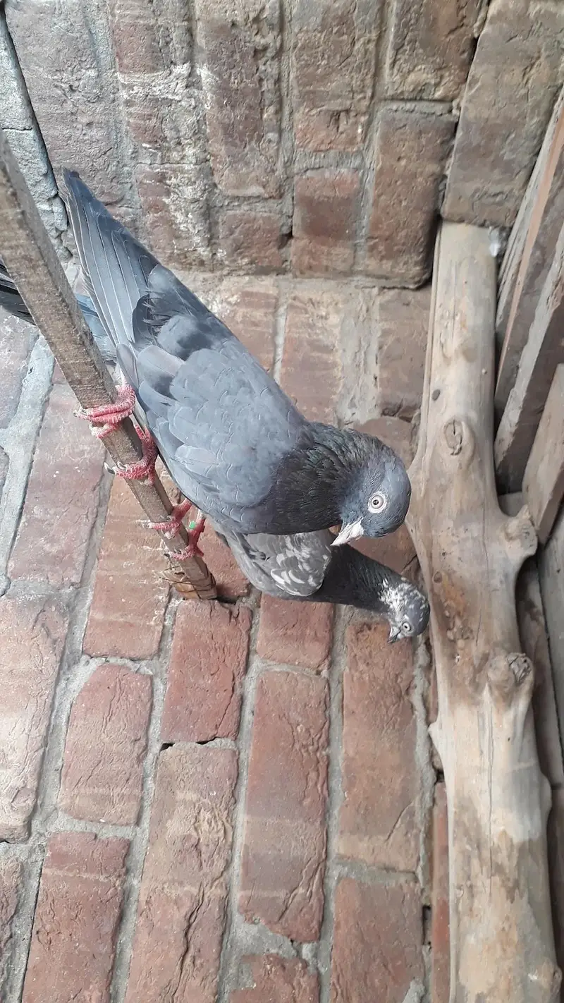 Breedr pair resulted — photo 7