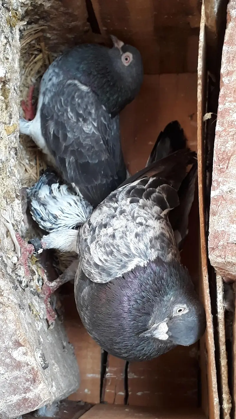 Breedr pair resulted — photo 8