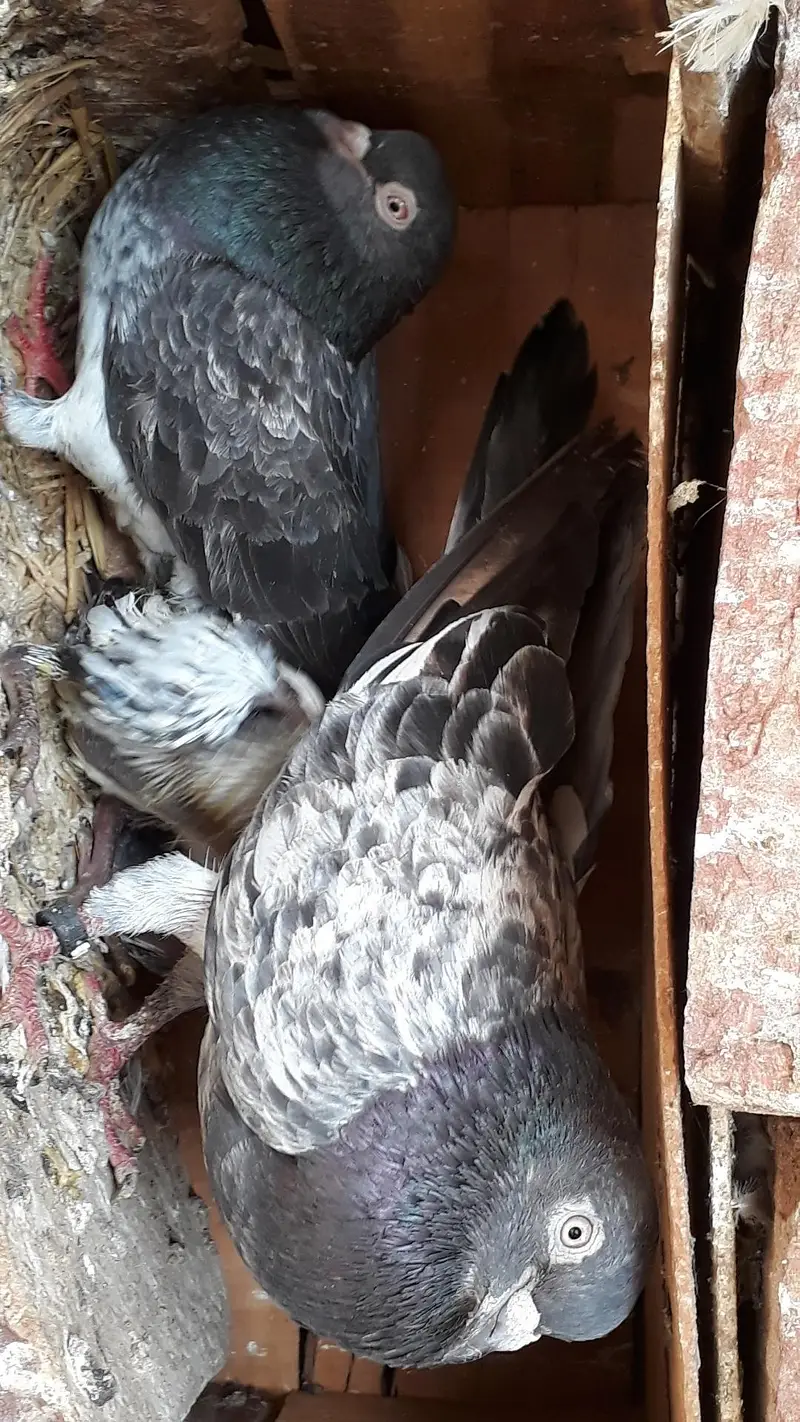 Breedr pair resulted — photo 9
