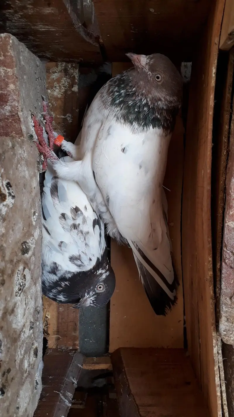 Breedr pair resulted — photo 10