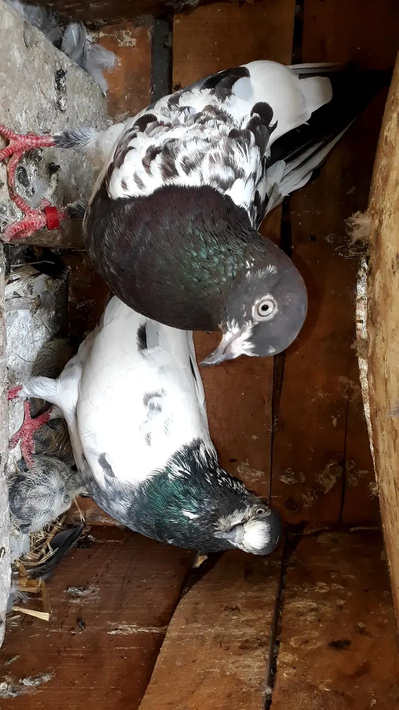 Breedr pair resulted — photo 11