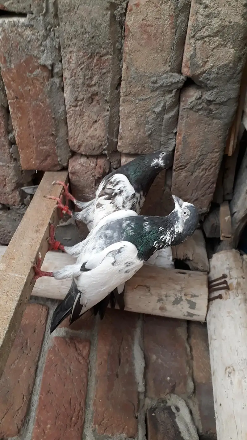 Breedr pair resulted — photo 12
