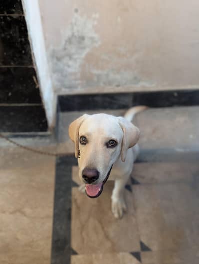 Labrador