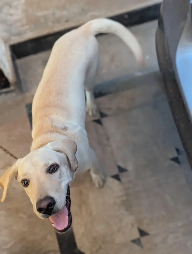 Labrador — photo 2