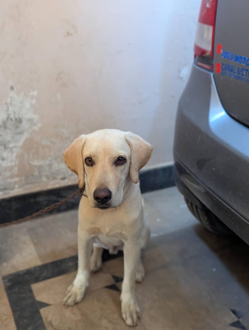 Labrador 2