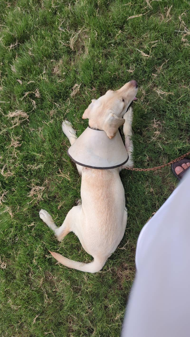 Labrador 3