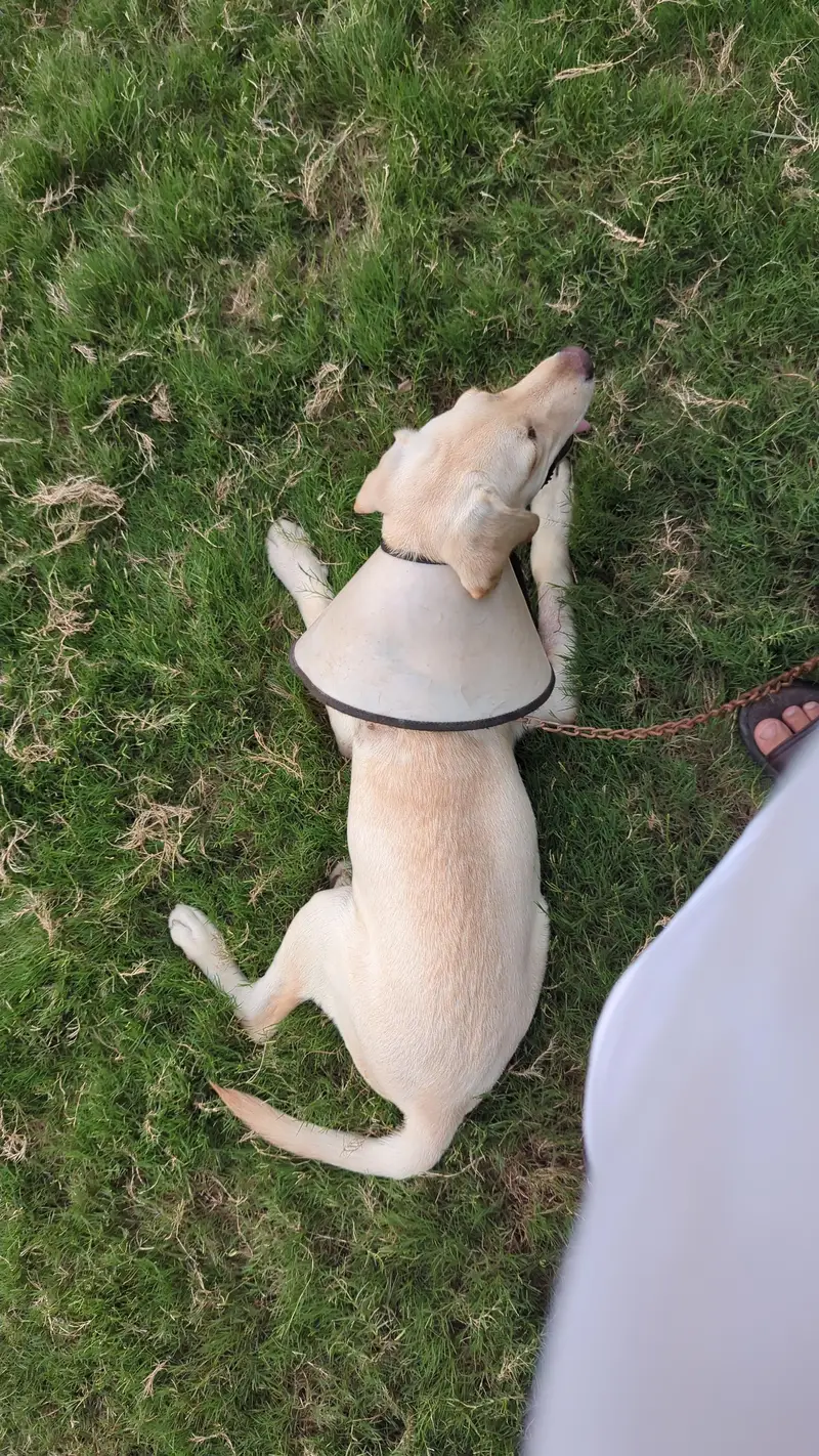 Labrador — photo 4