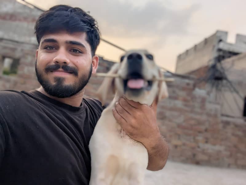 Labrador 4