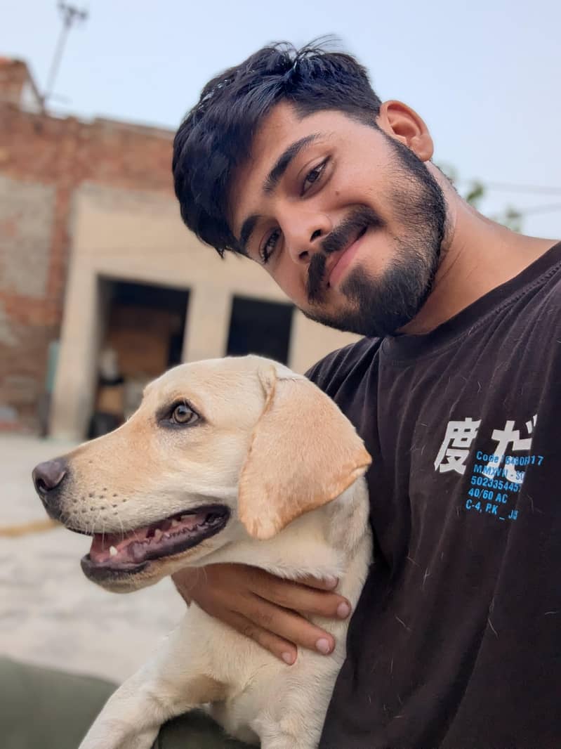 Labrador 5