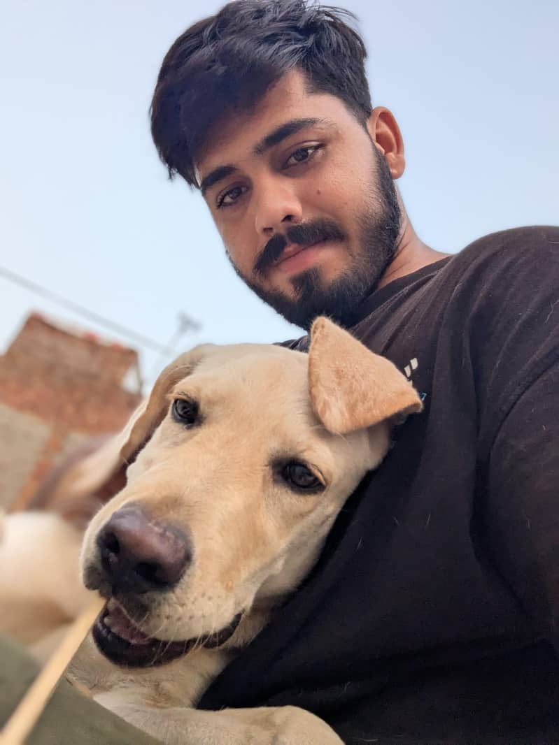 Labrador 6