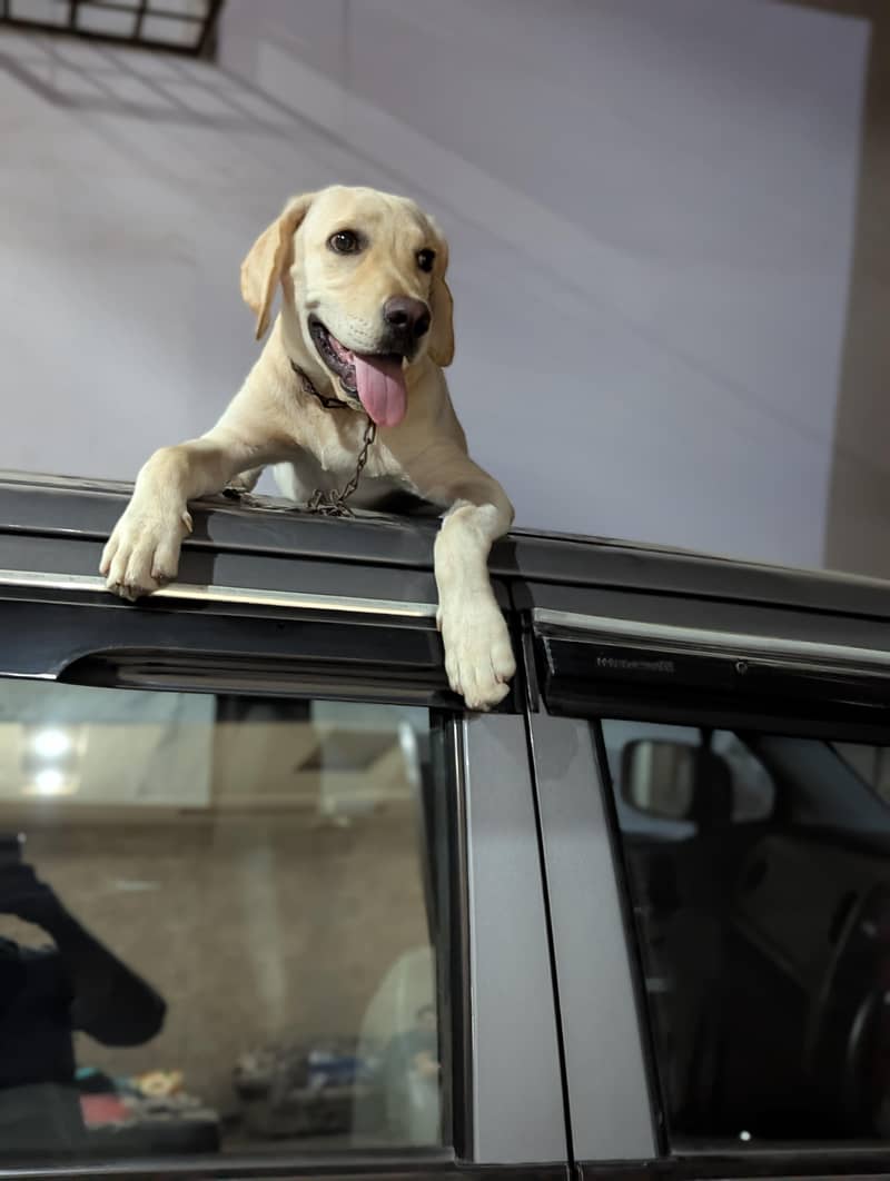 Labrador 7