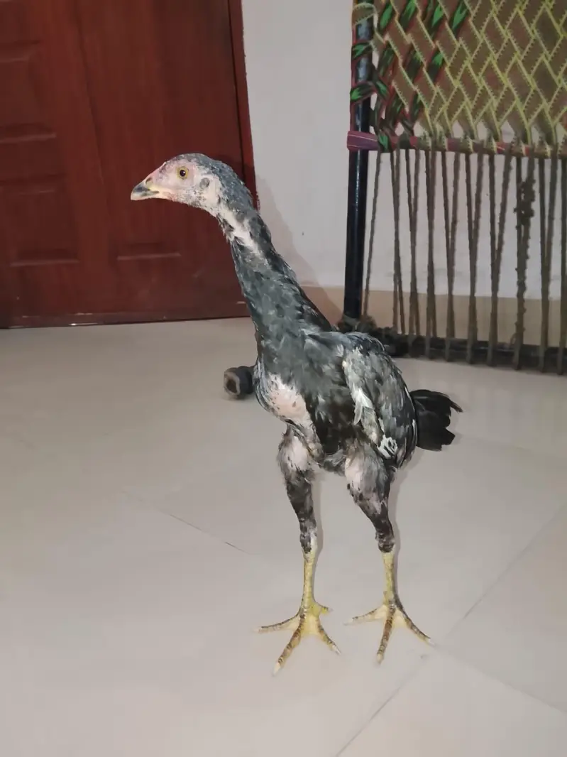 father dragon shamoo and mother amroha aseel — photo 2