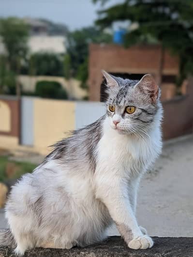 person cat double coat