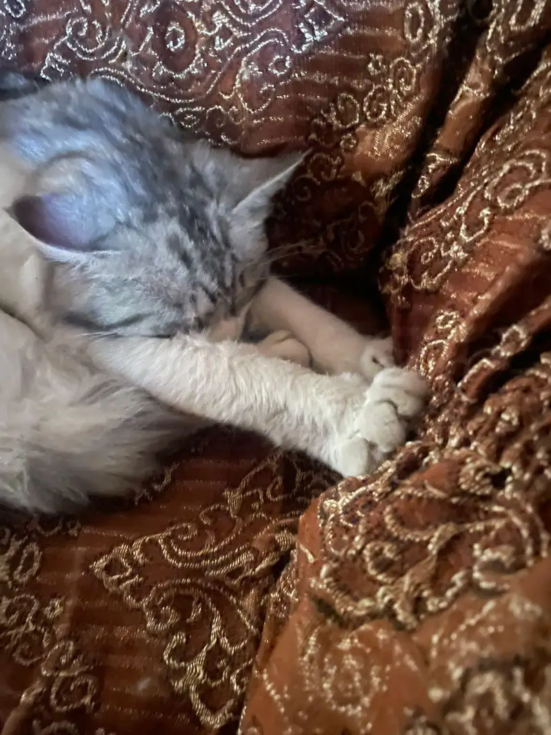 person cat double coat — photo 2