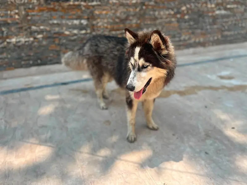Home breed — photo 2
