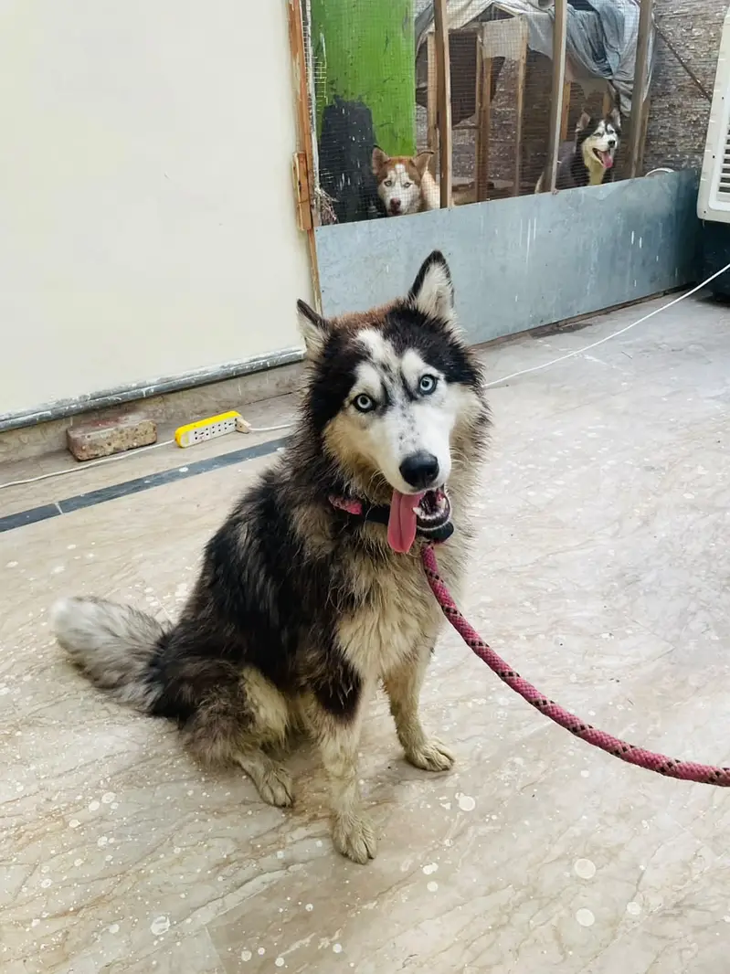 Home breed — photo 3