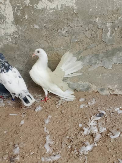 Lacki female 03037321559