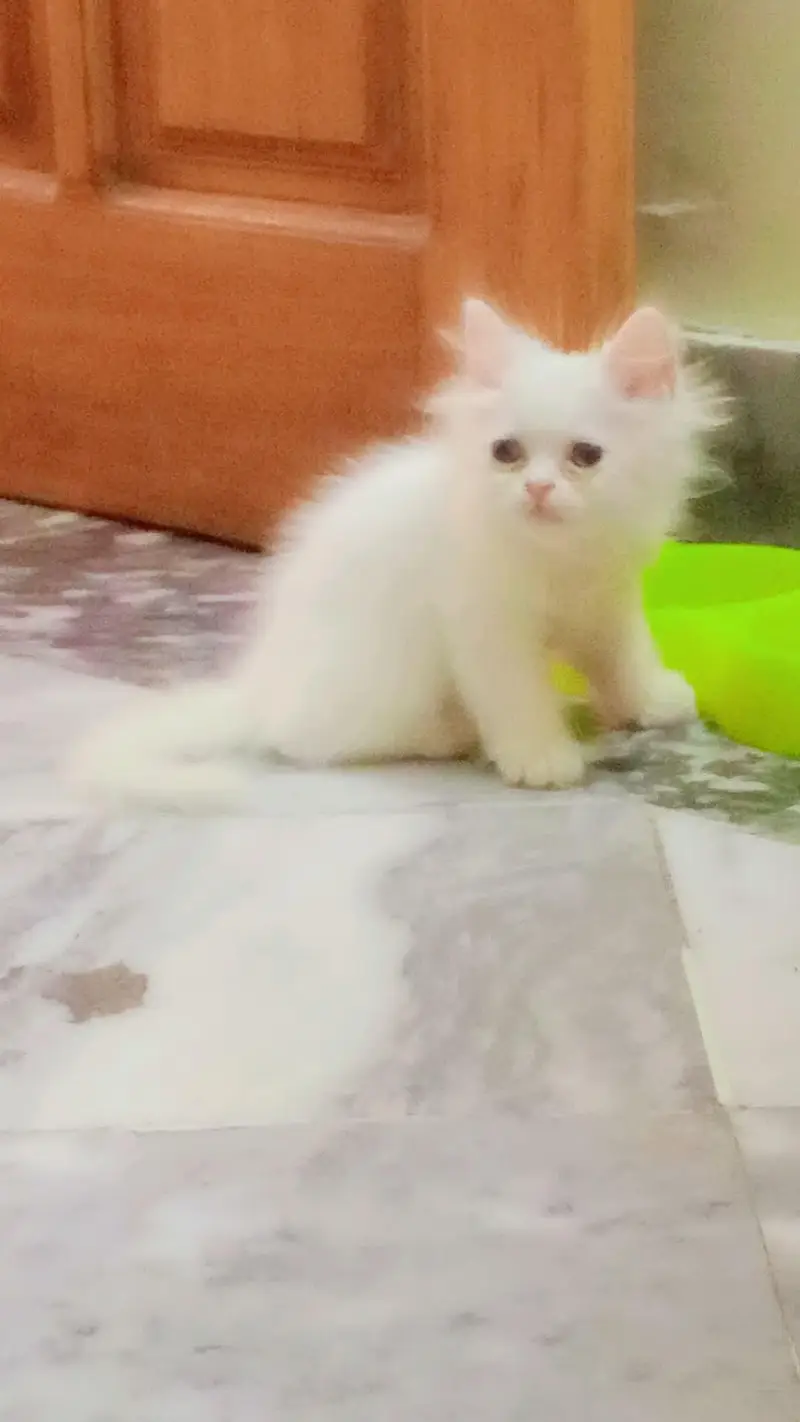 Pure White Persian Kitten | triple coat | blue eyes | fluffy cat