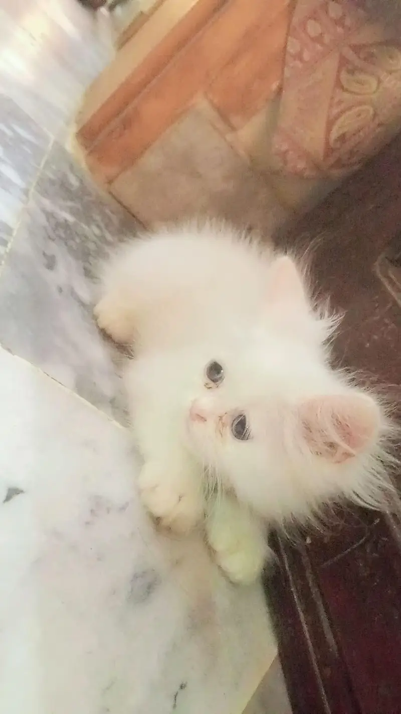 Pure White Persian Kitten | triple coat | blue eyes | fluffy cat — photo 2