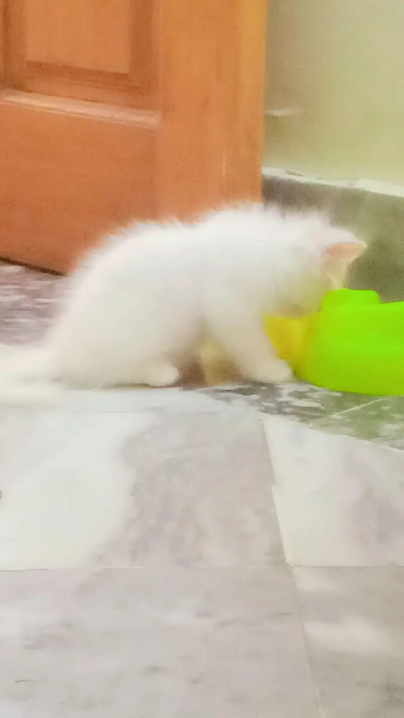 Pure White Persian Kitten | triple coat | blue eyes | fluffy cat — photo 5