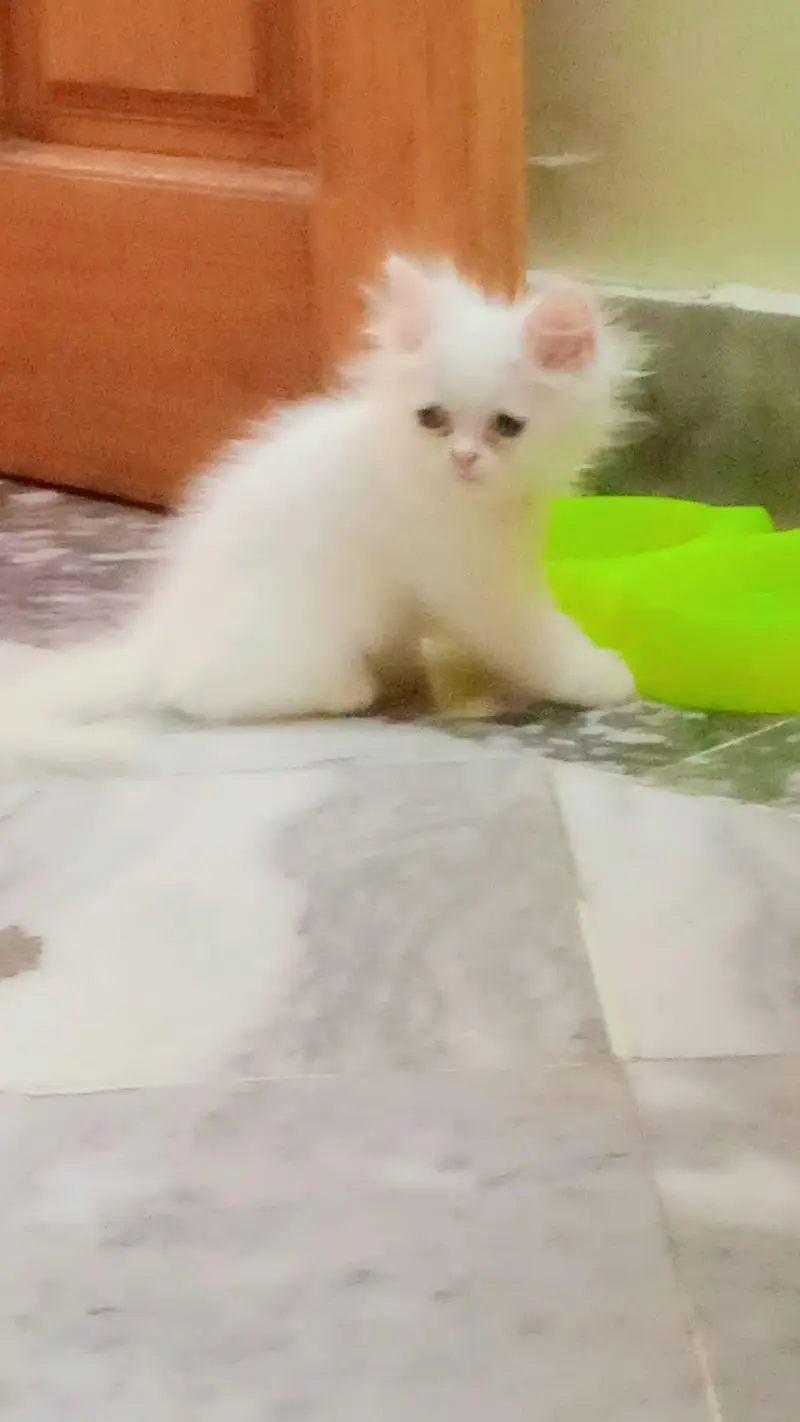 Pure White Persian Kitten | triple coat | blue eyes | fluffy cat — photo 8