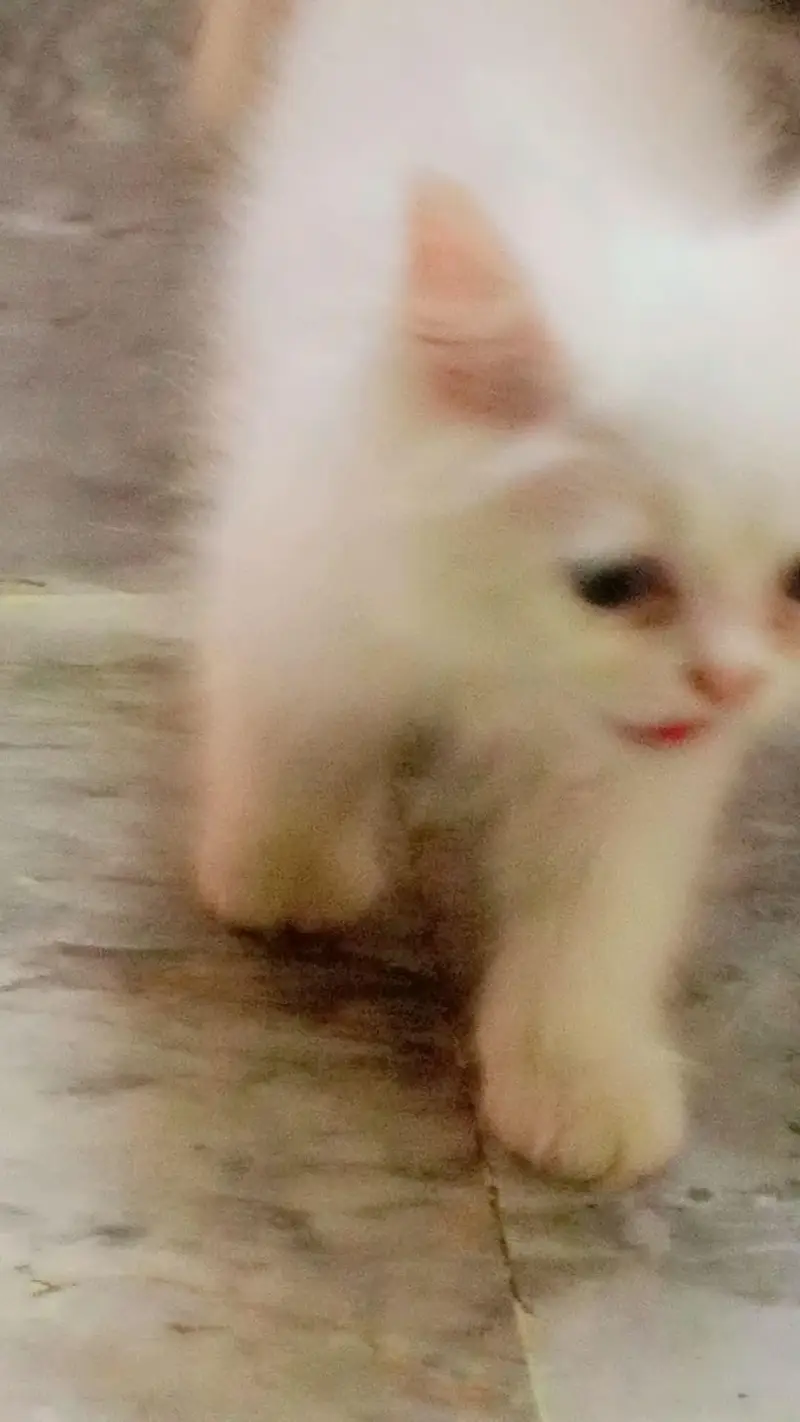 Pure White Persian Kitten | triple coat | blue eyes | fluffy cat — photo 9