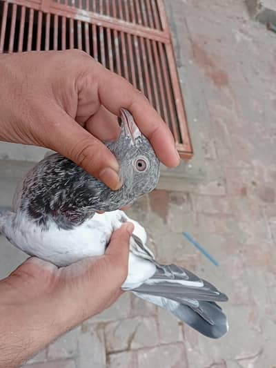all. setup for sale lakhe aur kamange ure breeds#0/3/2/5/4/4/1/2/2/1/5