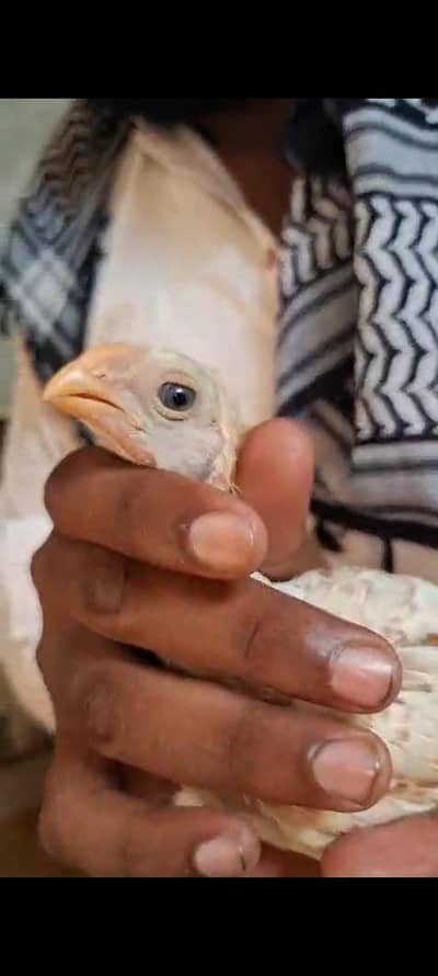 king size/shamo /high quality/white shamo/pure aseel shamo chicks