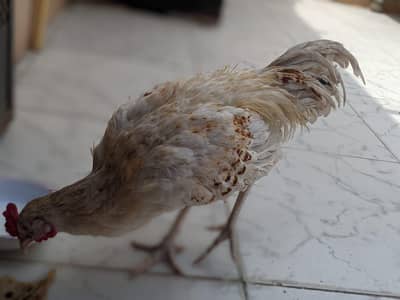 Healthy Desi Hen for Sale 