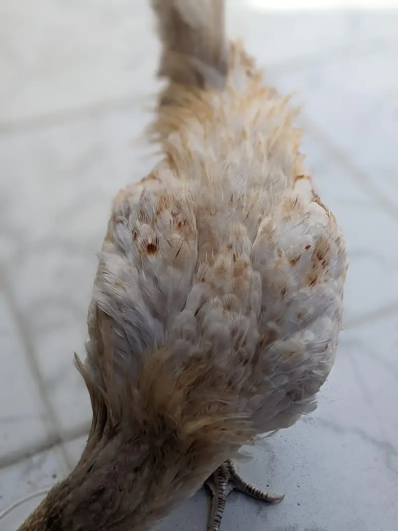 Healthy Desi Hen for Sale  — photo 2