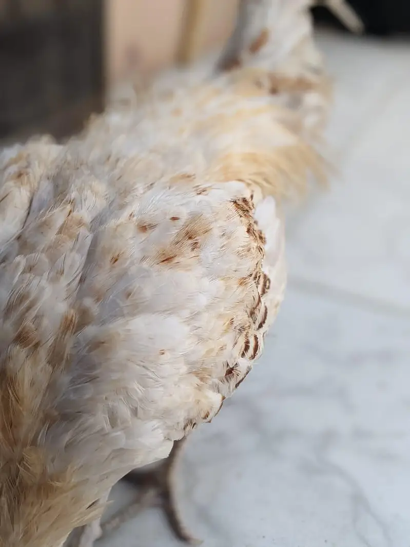 Healthy Desi Hen for Sale  — photo 3